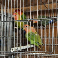 Inseparabili Roseicollis