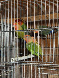 Inseparabili Roseicollis