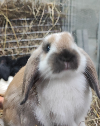 Ariete nano cucciolo