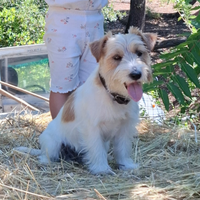 Jack russel terrier per accoppiamento