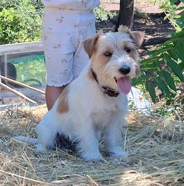Jack russel terrier per accoppiamento