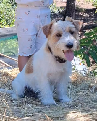 Jack russel terrier per accoppiamento