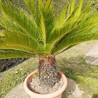 Pianta cycas