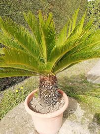 Pianta cycas