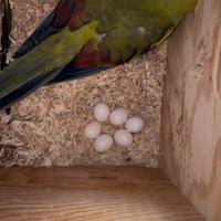 Pulli di parroccheto coda nera da allevare a mano