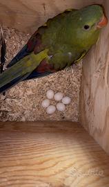 Pulli di parroccheto coda nera da allevare a mano