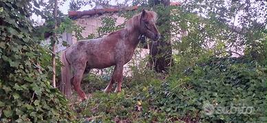 Stallone appalooso 85 cm