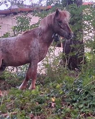 Stallone appalooso 85 cm