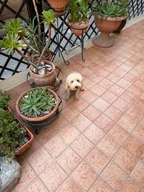 Barboncino toy