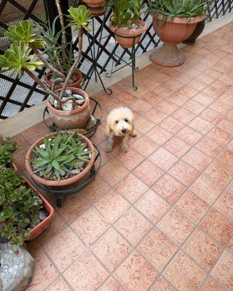 Barboncino toy