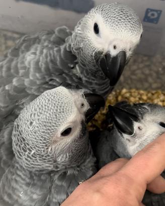 Pappagallo Baby Cenerino coda Rossa