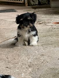 Cuccioli di bichon havanais (havanese) disponibili
