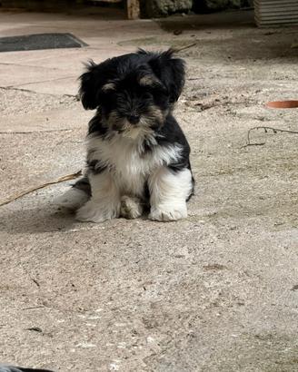 Cuccioli di bichon havanais (havanese) disponibili