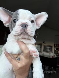 Bulldog francese