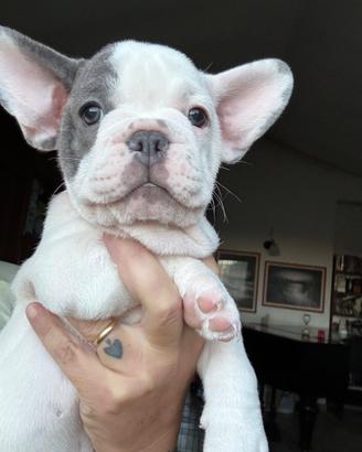 Bulldog francese