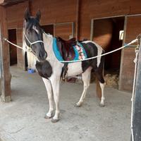 Stallone Paint per monta