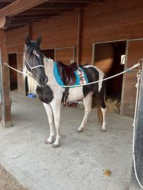 Stallone Paint per monta