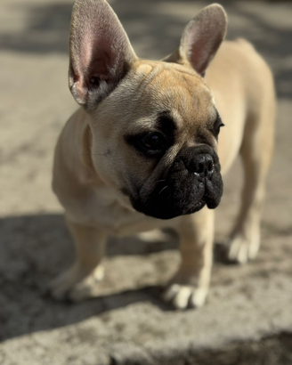 Bulldog