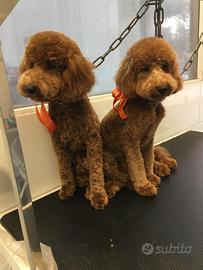 Cucciolo barboncino toy color ruggine