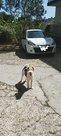Cuccioli di Fox Terrier con pedigree