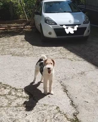 Cuccioli di Fox Terrier con pedigree