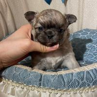 Chihuahua cucciolo blue fawn pelo lungo
