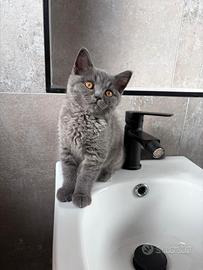 Gattini British shorthair