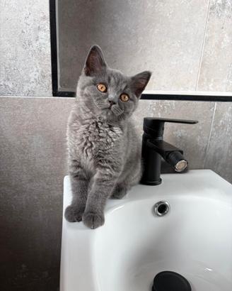 Gattini British shorthair