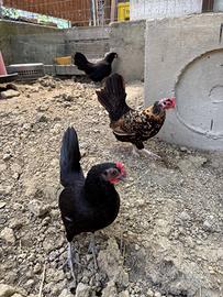 Galline nane