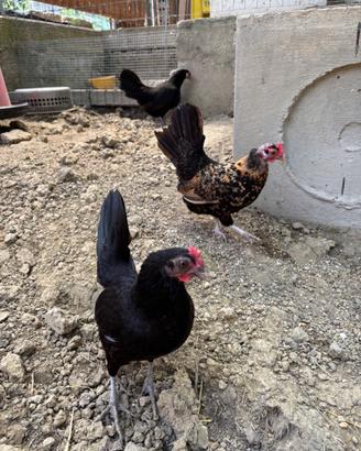 Galline nane
