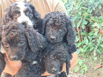 Cani cuccioli da tartufi