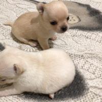 Cuccioli chihuahua