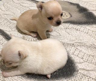 Cuccioli chihuahua