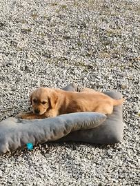 Cuccioli di Golden retriever con pedigree