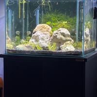 Acquario 50x50x50