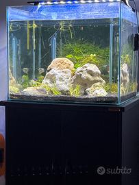 Acquario 50x50x50