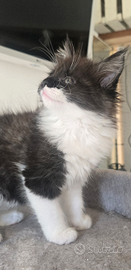 Cucciola Maine coon 3 mesi Pedigree afef da compag