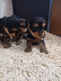 Yorkshire terrier
