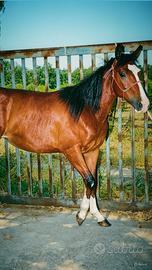 Puledra cavalla Paint/quarter