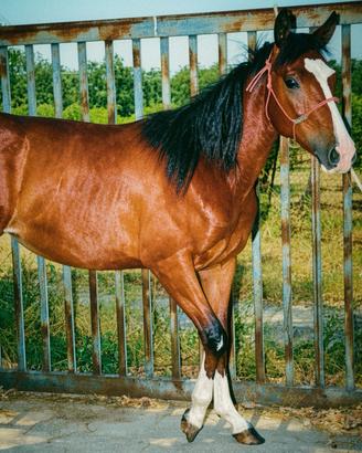 Puledra cavalla Paint/quarter