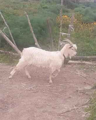 Maschio capra saanen