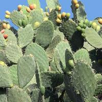 Re.ga.lo fico d'india per tartarughe