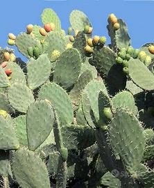 Re.ga.lo fico d'india per tartarughe