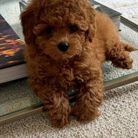 Cuccioli barboncino toy red