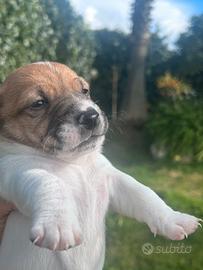 Cuccioli di Jack Russell
