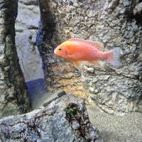 Aulonocara red dragon