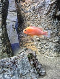 Aulonocara red dragon