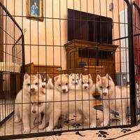 Cuccioli di Siberian Husky