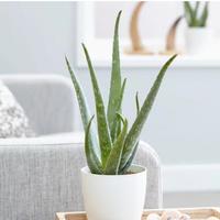 aloe vera