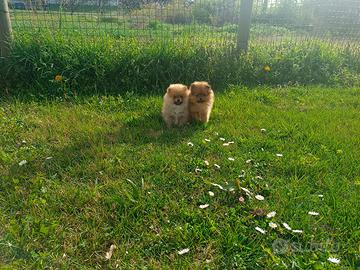CUCCIOLI DI SPITZ TEDESCO PICCOLO CON PEDIGREE